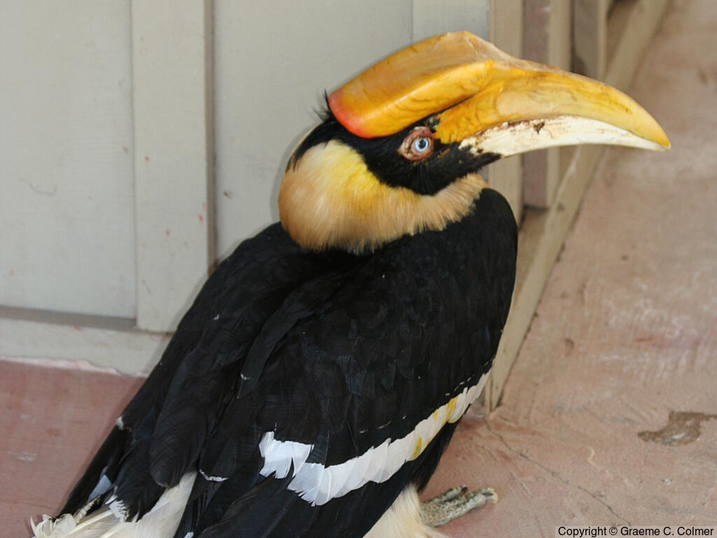 Great Hornbill (Buceros bicornis) - Adult