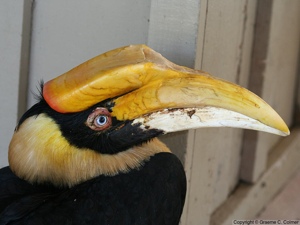 Great Hornbill (Buceros bicornis) - Adult