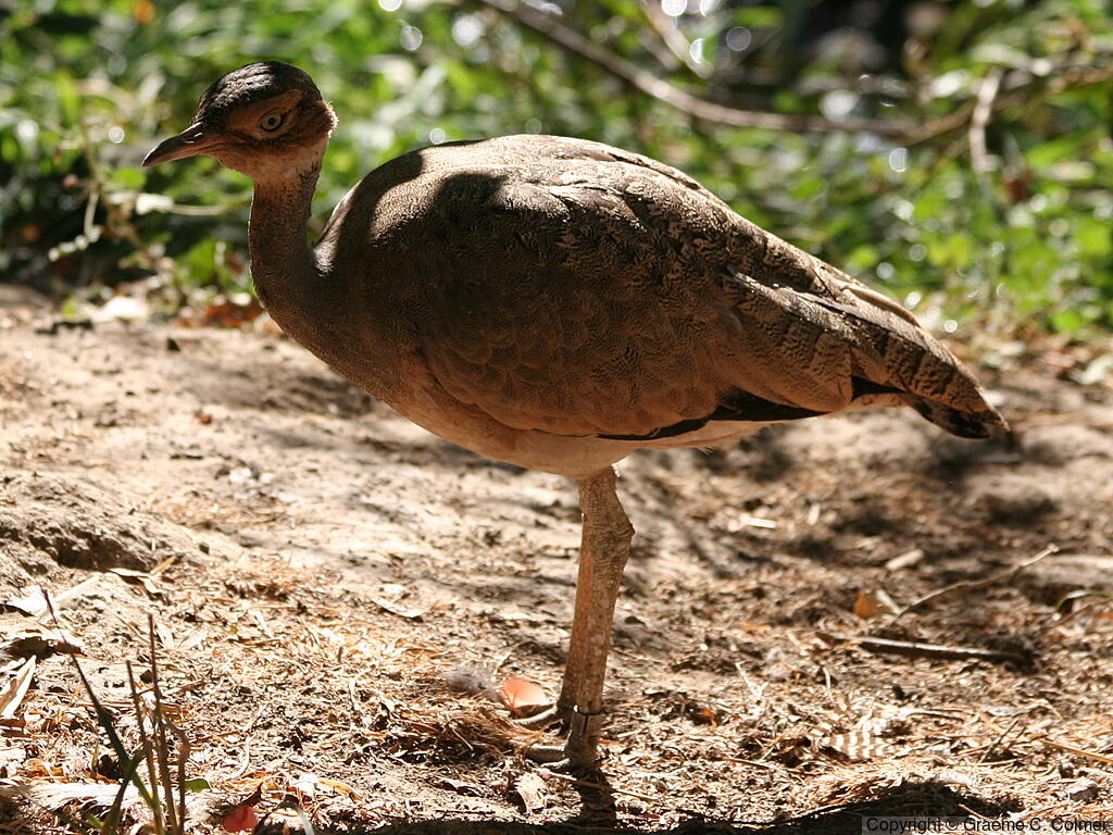 White-bellied Bustard (Eupodotis senegalensis) - Adult