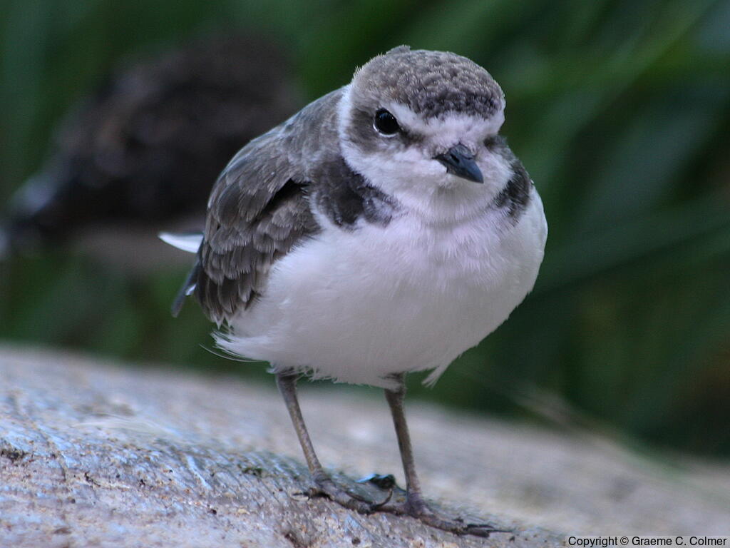 Snowy Plover (Anarhynchus nivosus) - Adult