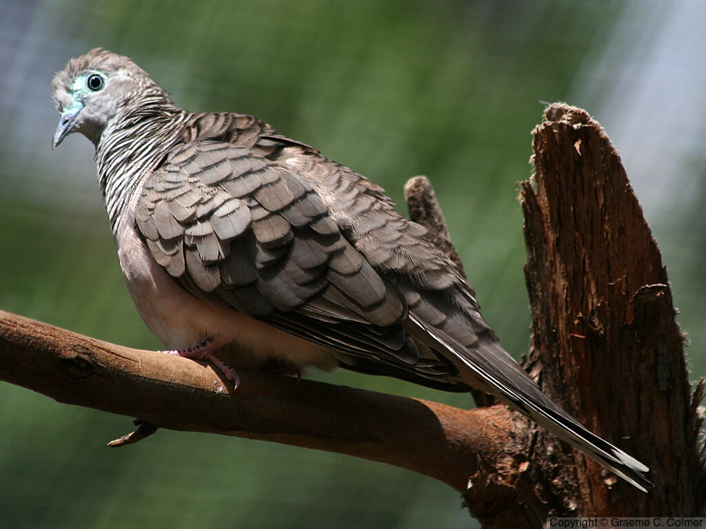 Peaceful Dove (Geopelia placida) - Adult