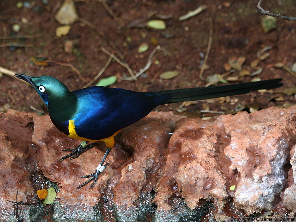 Golden-breasted Starling (Lamprotornis regius) - Adult