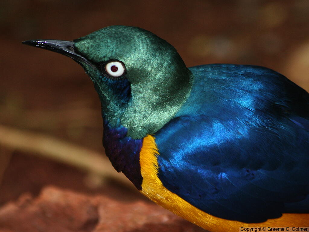 Golden-breasted Starling (Lamprotornis regius) - Adult