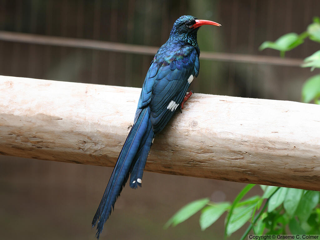 Green Woodhoopoe (Phoeniculus purpureus) - Adult
