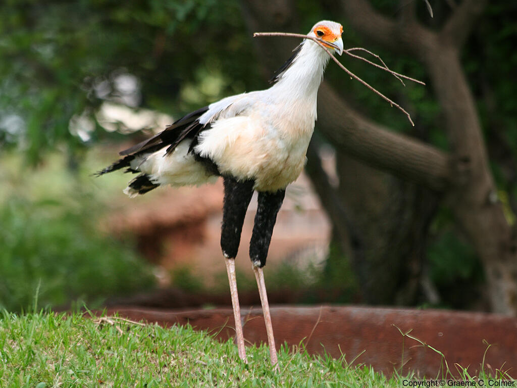Secretarybird (Sagittarius serpentarius) - Adult