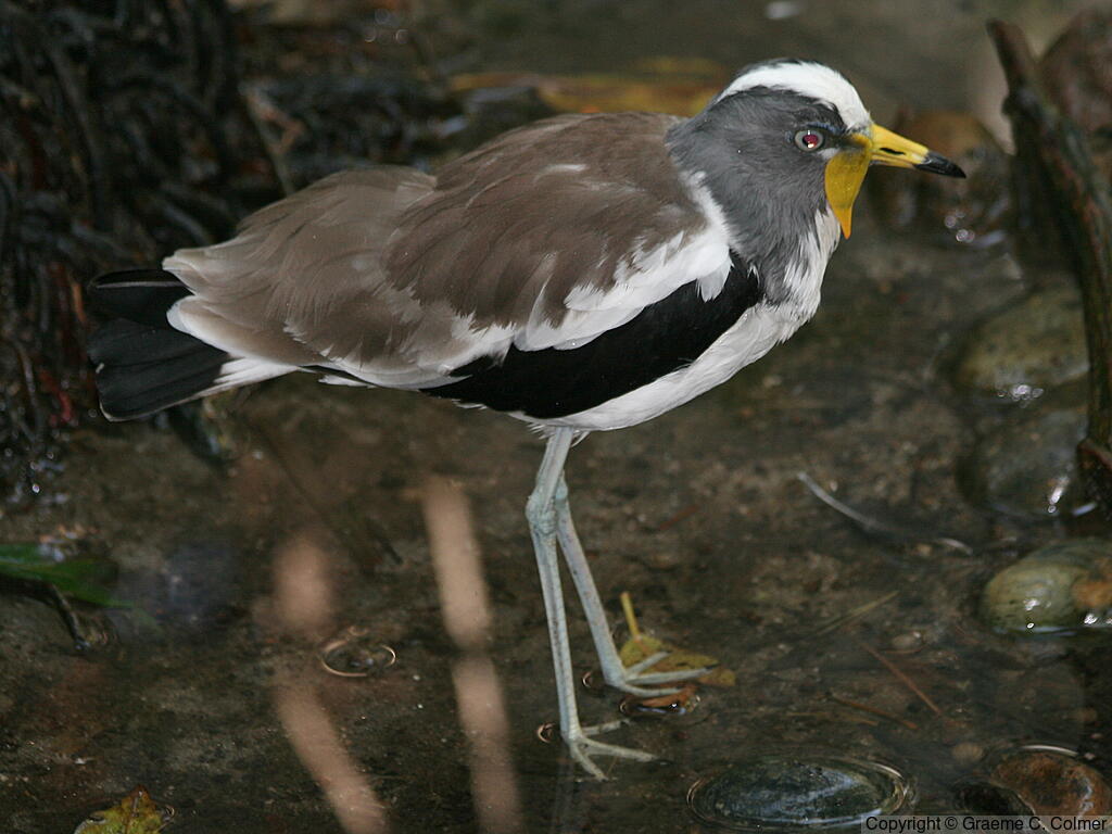 White-crowned Lapwing (Vanellus albiceps) - Adult