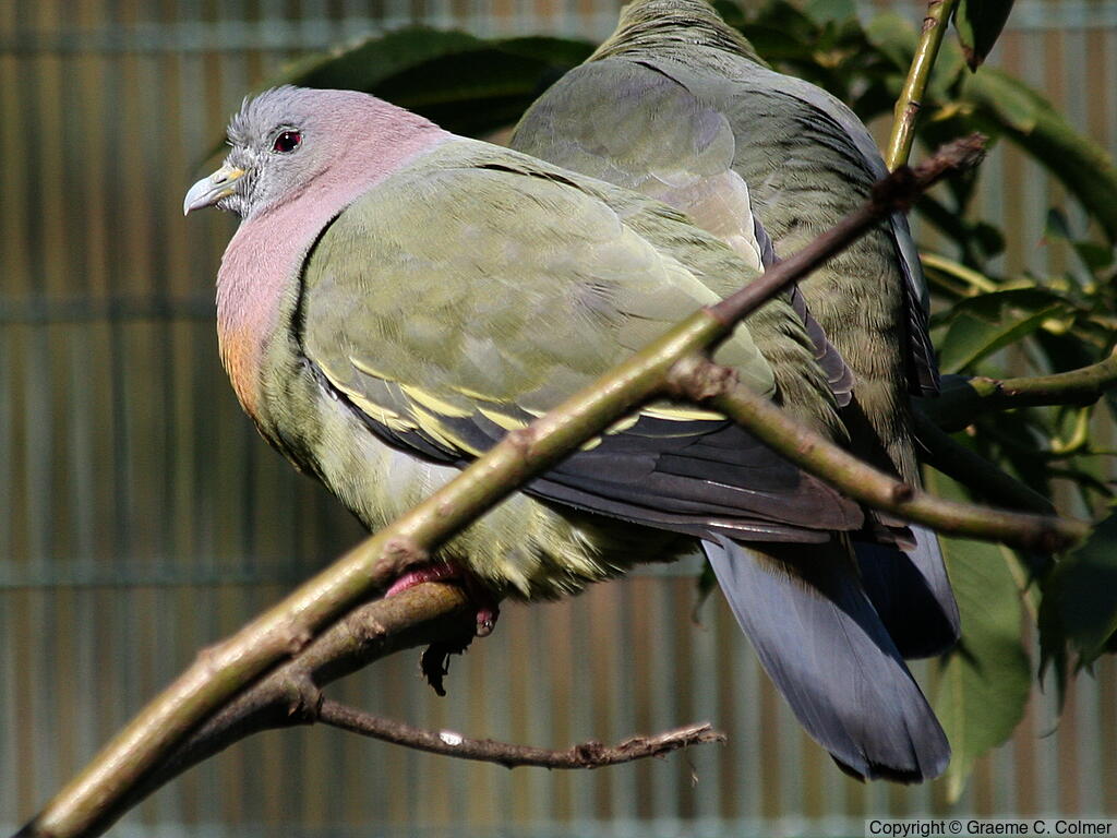 Pink-necked Green-Pigeon (Treron vernans) - Adult