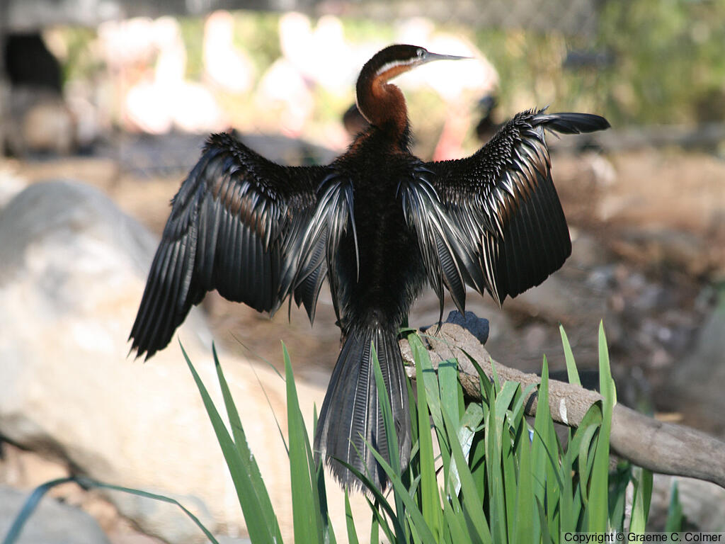 African Darter (Anhinga rufa) - Adult