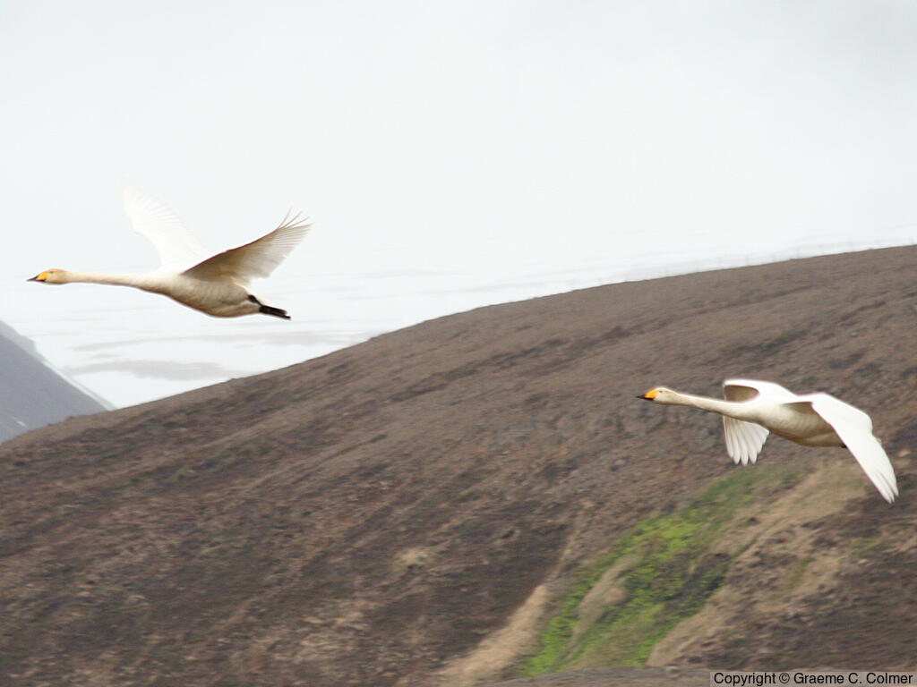 Whooper Swan (Cygnus cygnus) - Adults