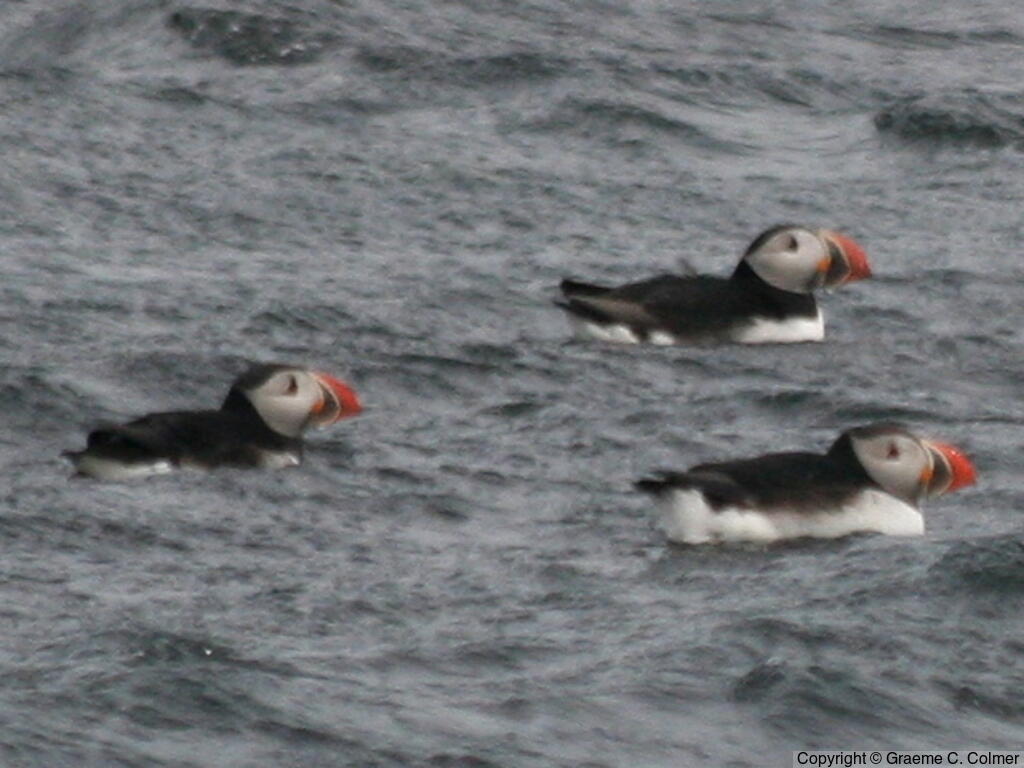 Atlantic Puffin (Fratercula arctica) - Adults
