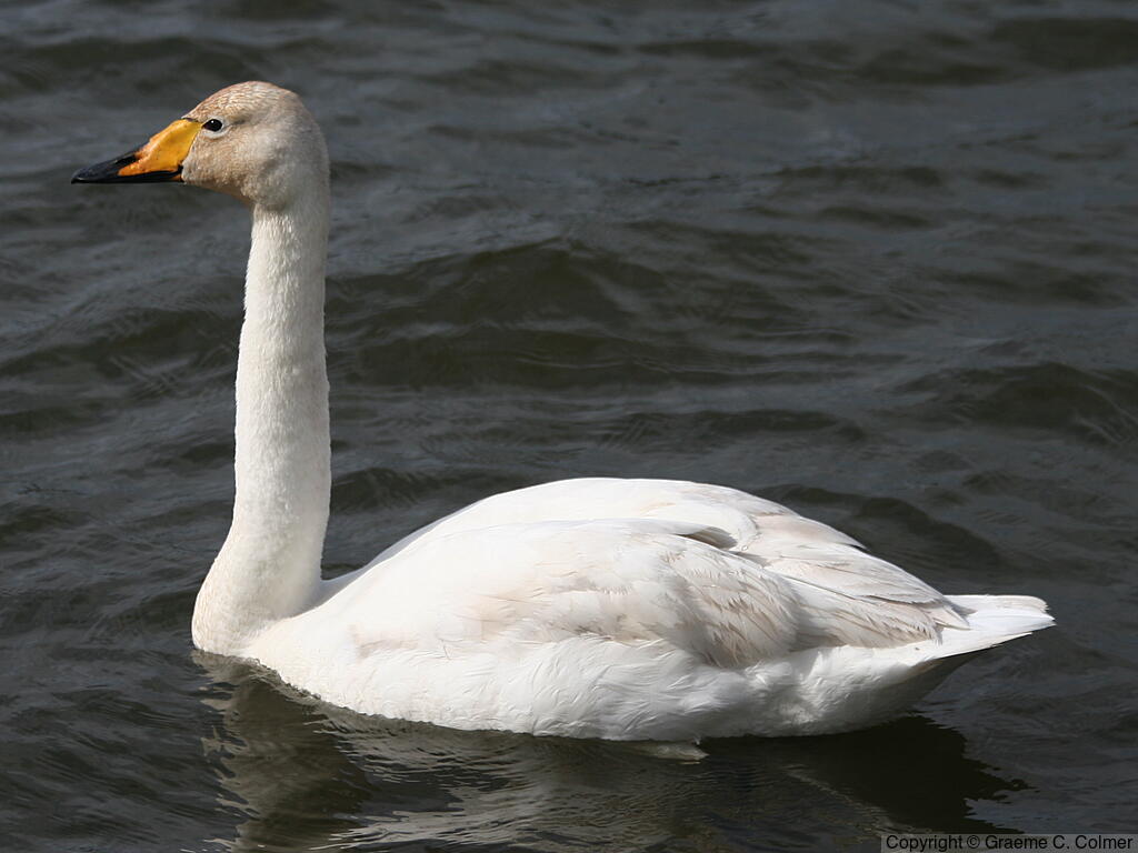Whooper Swan (Cygnus cygnus) - Adult