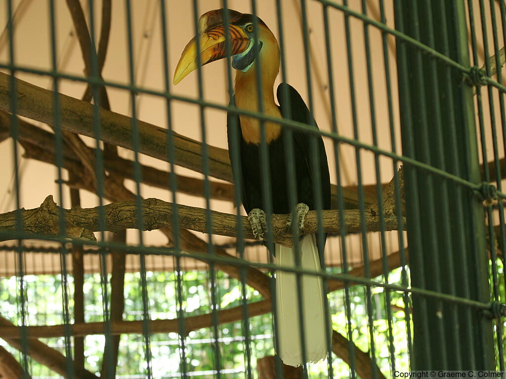 Knobbed Hornbill (Rhyticeros cassidix) - Adult