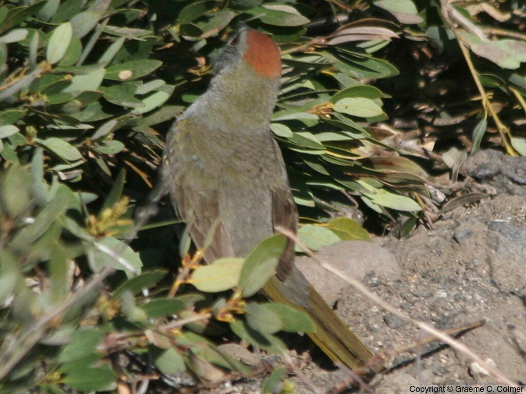 Green-tailed Towhee (Pipilo chlorurus) - Adult