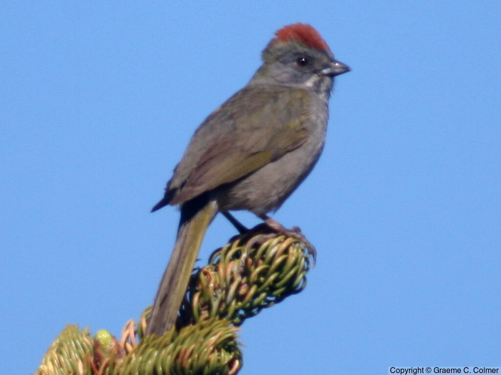 Green-tailed Towhee (Pipilo chlorurus) - Adult
