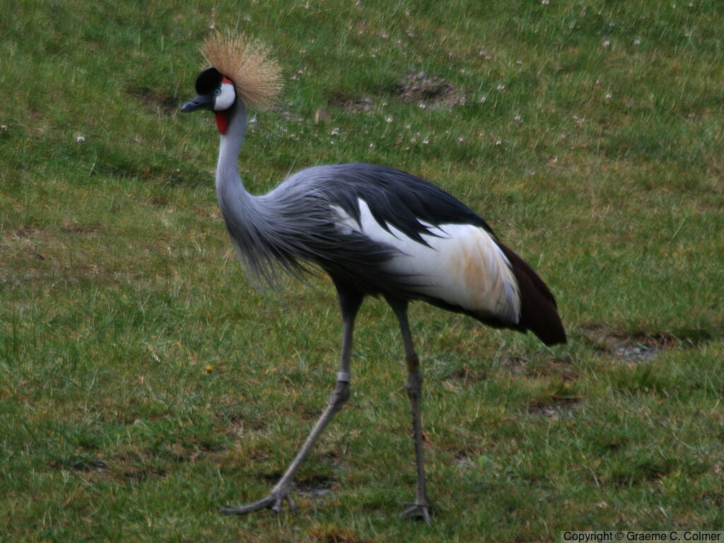 Gray Crowned-Crane (Balearica regulorum) - Adult
