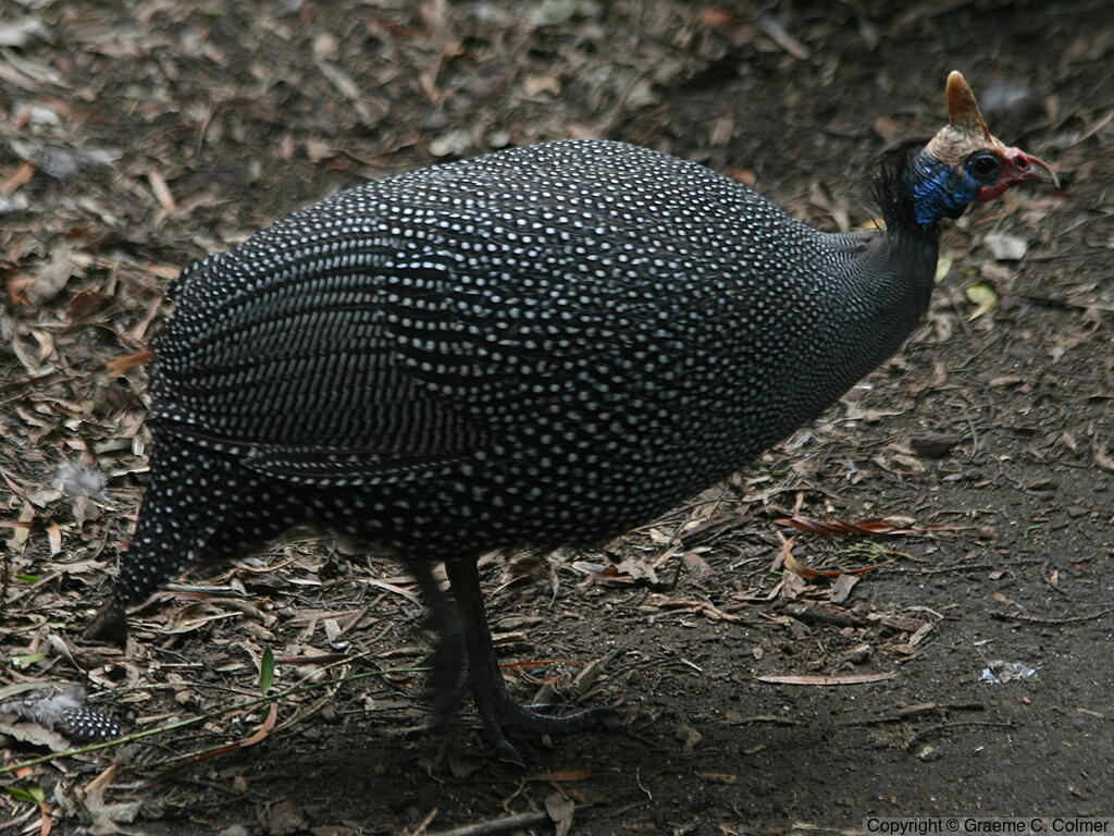 Helmeted Guineafowl (Numida meleagris) - Adult