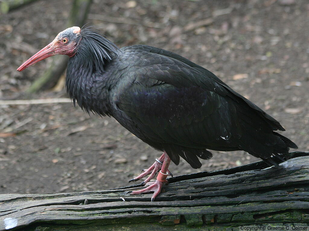 Northern Bald Ibis (Geronticus eremita) - Adult