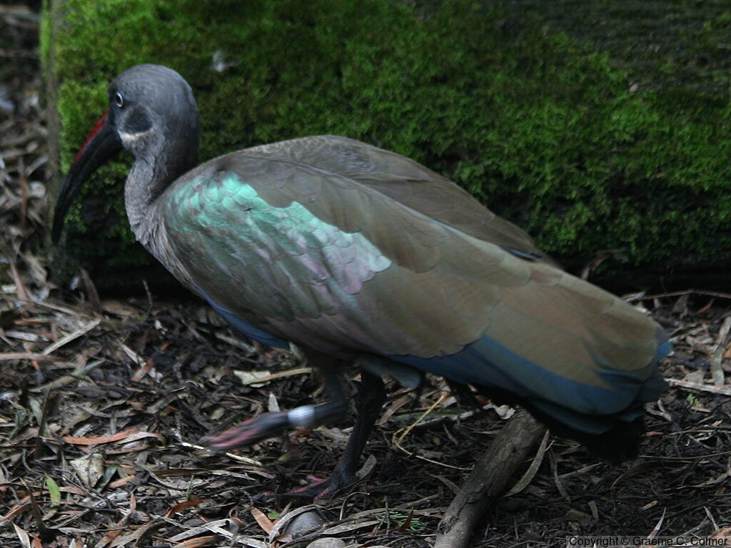 Hadada Ibis (Bostrychia hagedash) - Adult