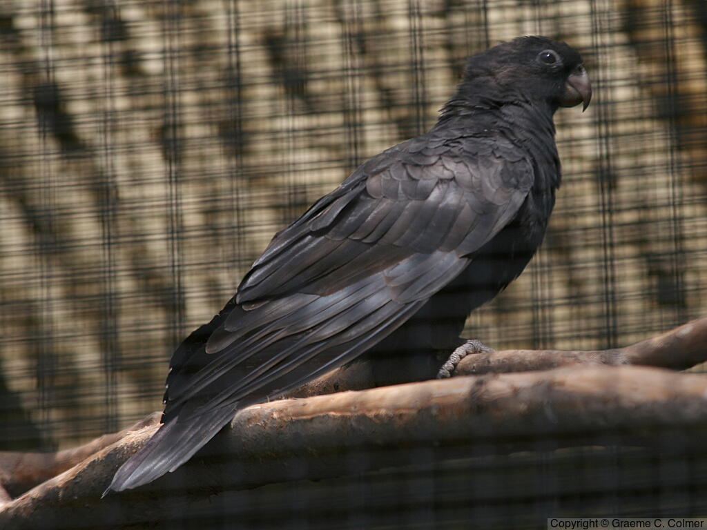 Lesser Vasa Parrot (Coracopsis nigra) - Adult