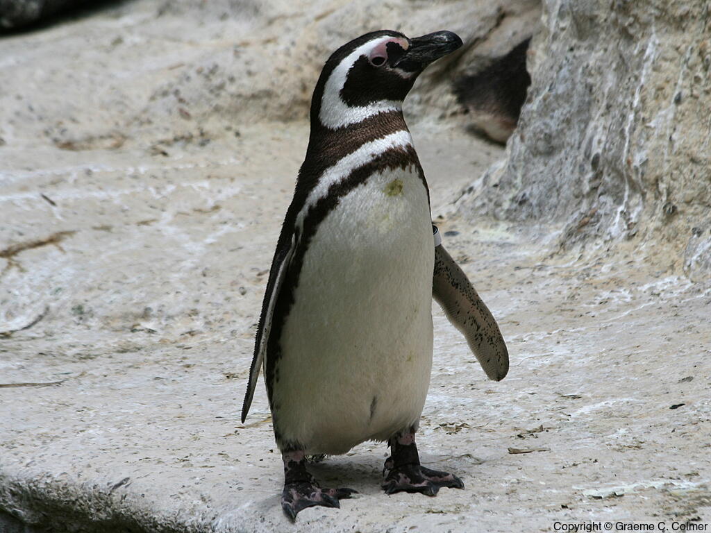 Magellanic Penguin (Spheniscus magellanicus) - Adult