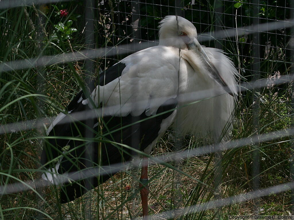 Maguari Stork (Ciconia maguari) - Adult