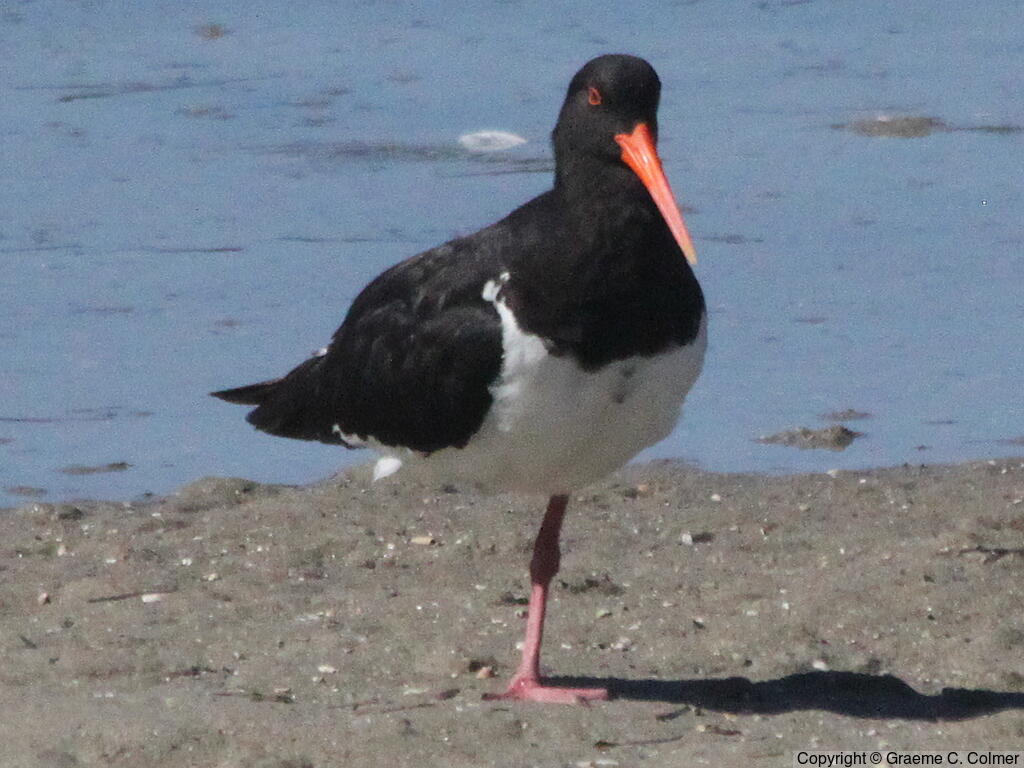 Pied Oystercatcher (Haematopus longirostris) - Adult