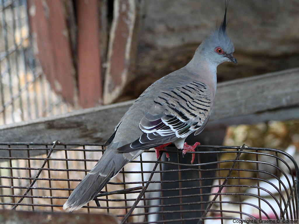 Crested Pigeon (Ocyphaps lophotes) - Adult