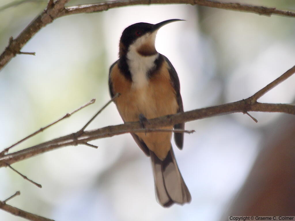 Eastern Spinebill (Acanthorhynchus tenuirostris) - Adult