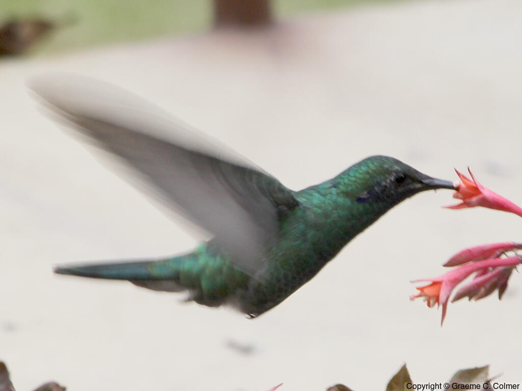 Sparkling Violetear (Colibri coruscans) - Adult