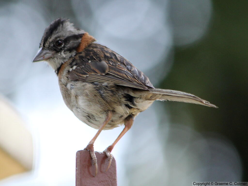 Rufous-collared Sparrow (Zonotrichia capensis) - Adult