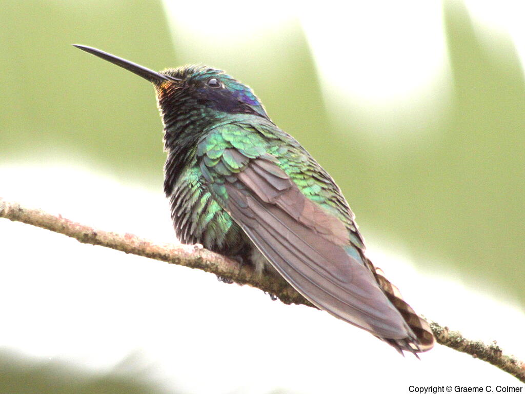 Sparkling Violetear (Colibri coruscans) - Adult