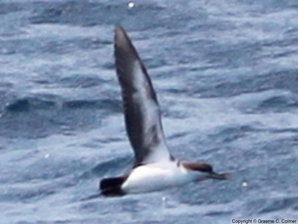 Galapagos Shearwater (Puffinus subalaris) - Adult