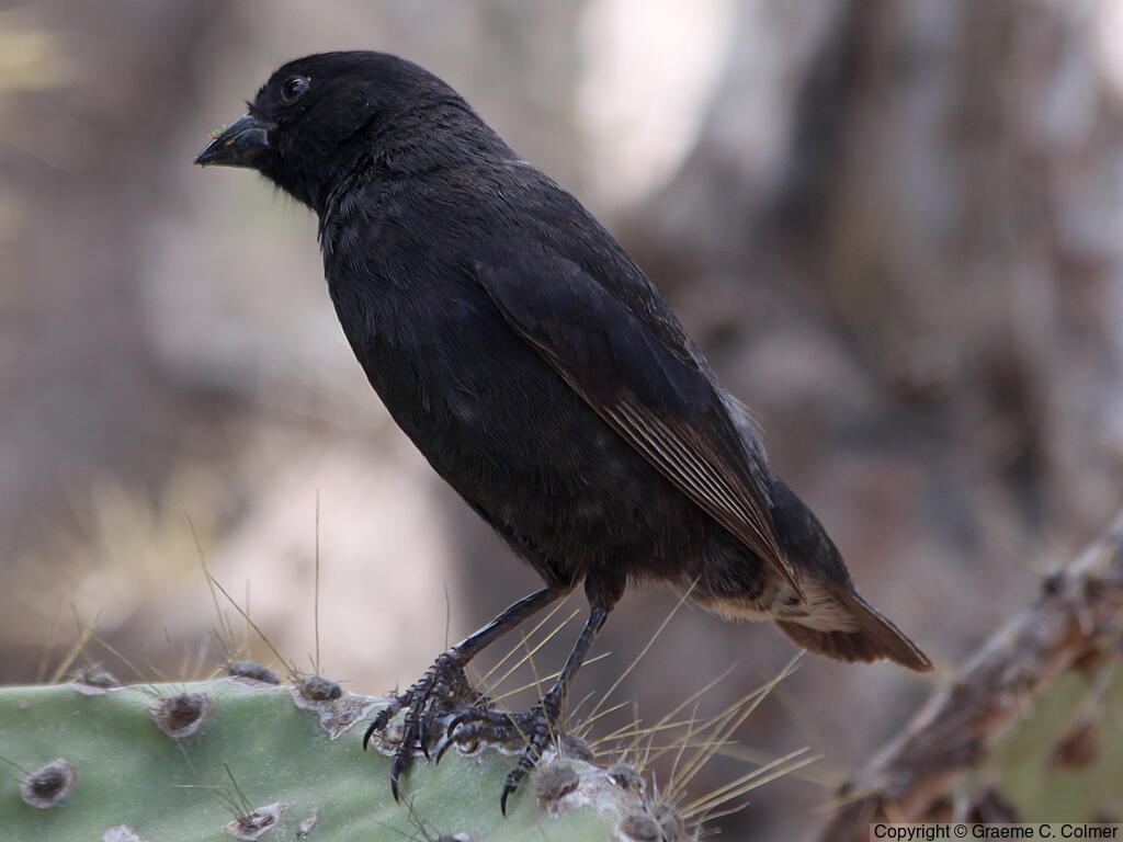 Common Cactus-Finch (Geospiza scandens) - Adult