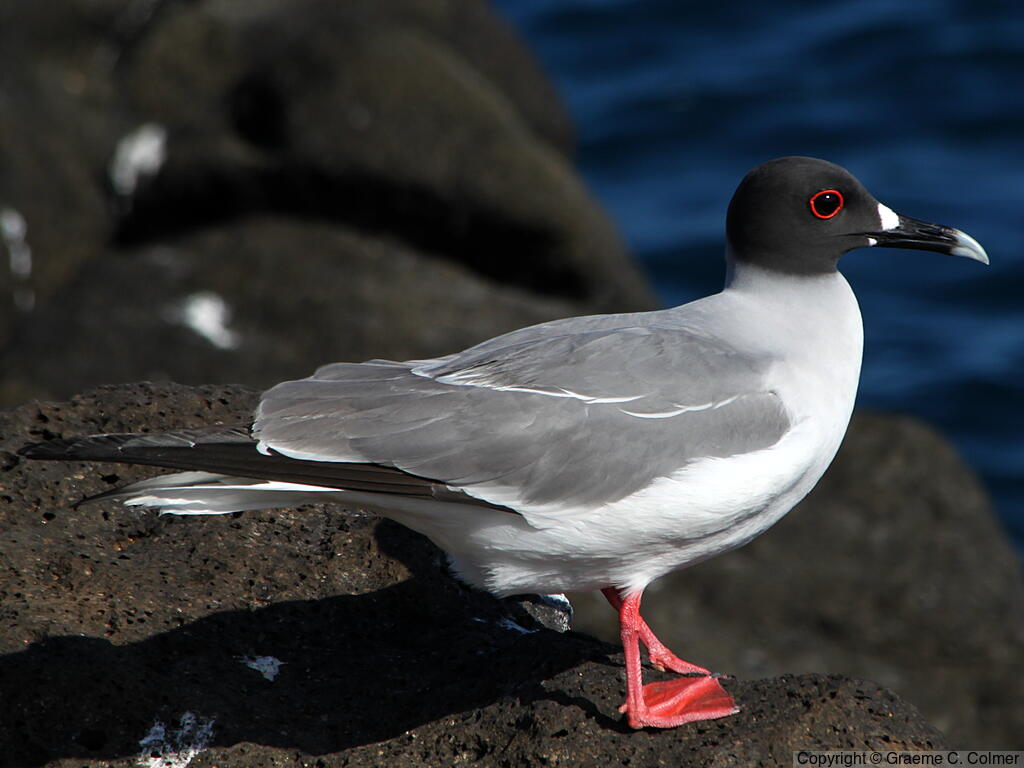 Swallow-tailed Gull (Creagrus furcatus) - Adult