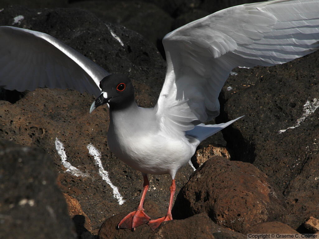Swallow-tailed Gull (Creagrus furcatus) - Adult