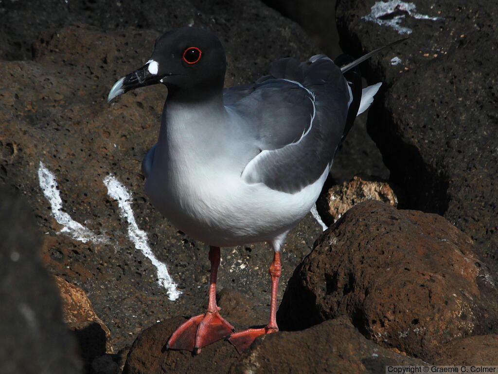 Swallow-tailed Gull (Creagrus furcatus) - Adult