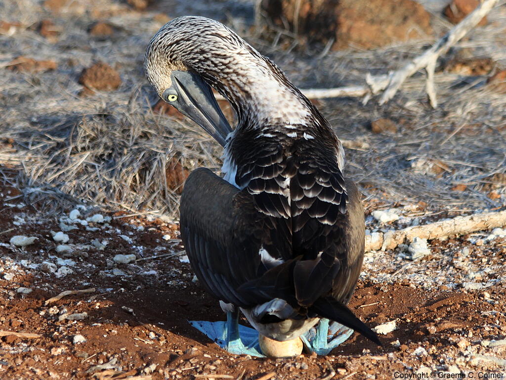 Blue-footed Booby (Sula nebouxii) - Adult and egg