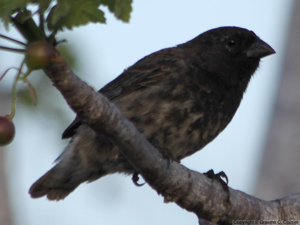 Small Ground-Finch (Geospiza fuliginosa) - Adult