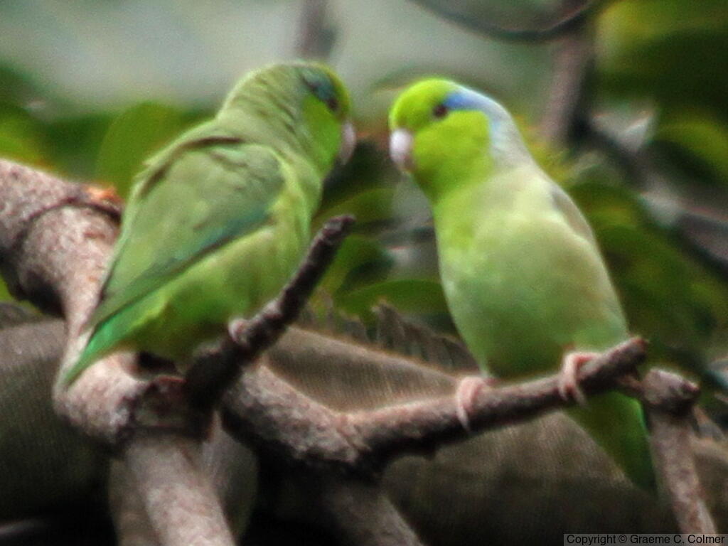 Pacific Parrotlet (Forpus coelestis) - Adults