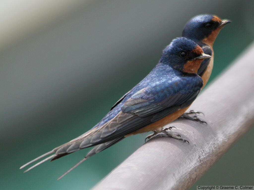 Barn Swallow (Hirundo rustica) - Adults