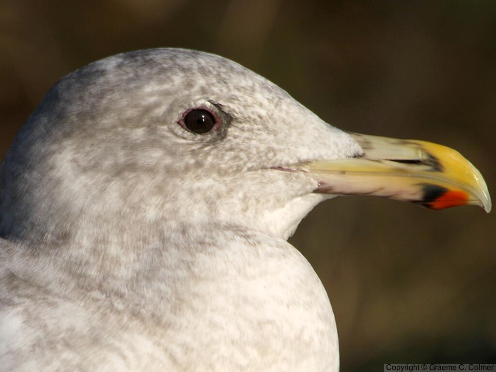 Iceland Gull (Larus glaucoides) - Non-breeding adult (Thayer’s)