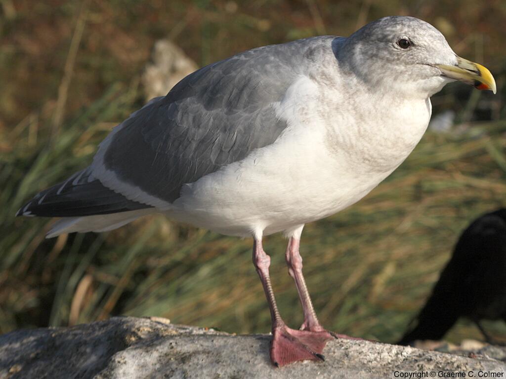 Iceland Gull (Larus glaucoides) - Non-breeding adult (Thayer’s)