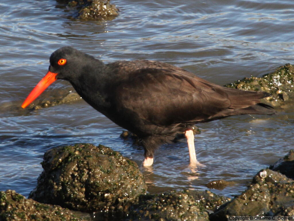 Black Oystercatcher (Haematopus bachmani) - Adult