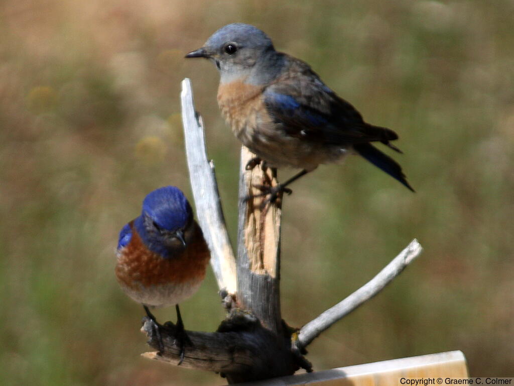 Western Bluebird (Sialia mexicana) - Male and female