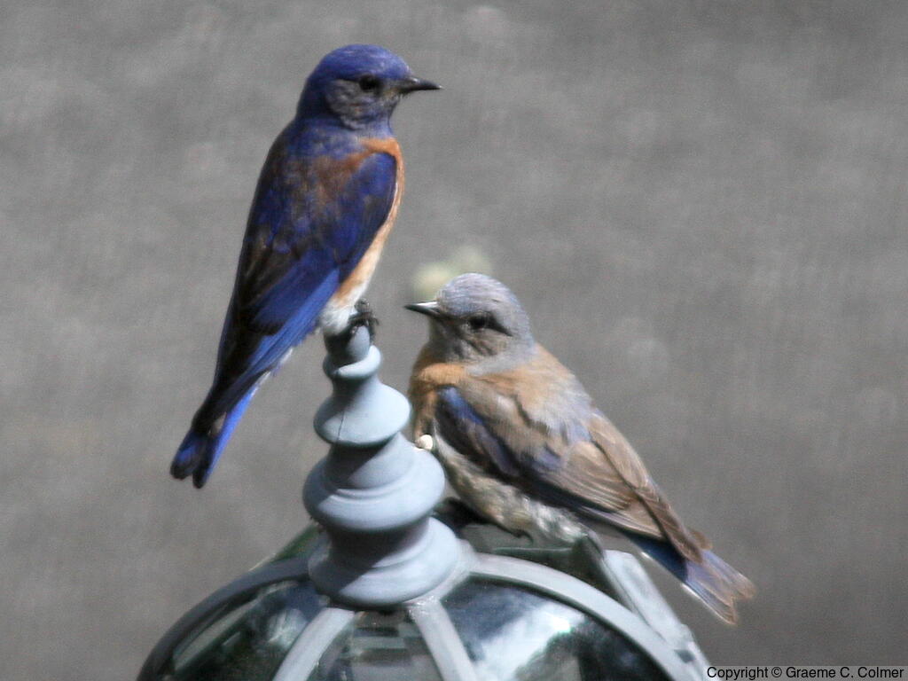 Western Bluebird (Sialia mexicana) - Male and female