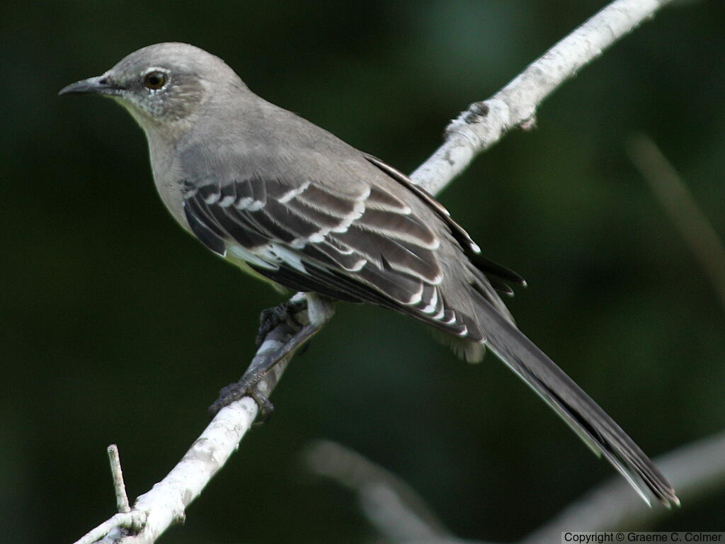 Northern Mockingbird - Love Your Planet