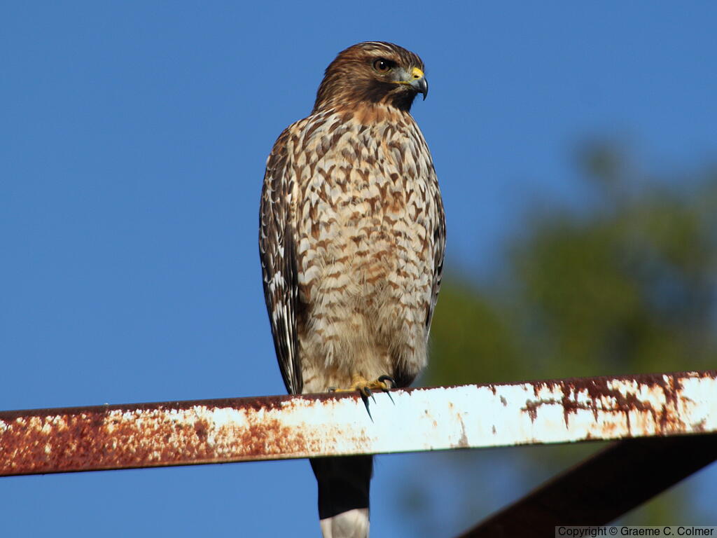 Red-shouldered Hawk (Buteo lineatus) - Immature