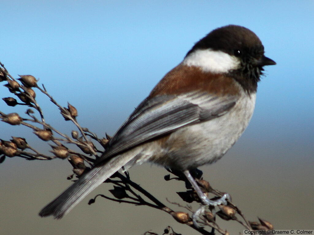 Chestnut-backed Chickadee (Poecile rufescens) - Adult
