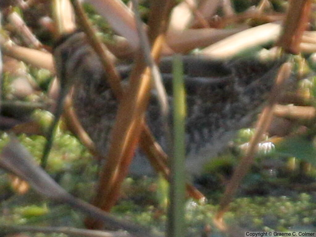 Wilson's Snipe (Gallinago delicata) - Adult