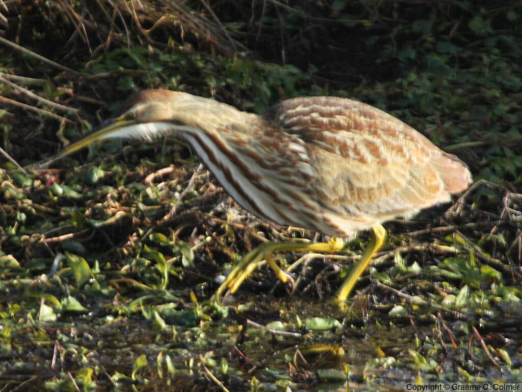 American Bittern (Botaurus lentiginosus) - Adult